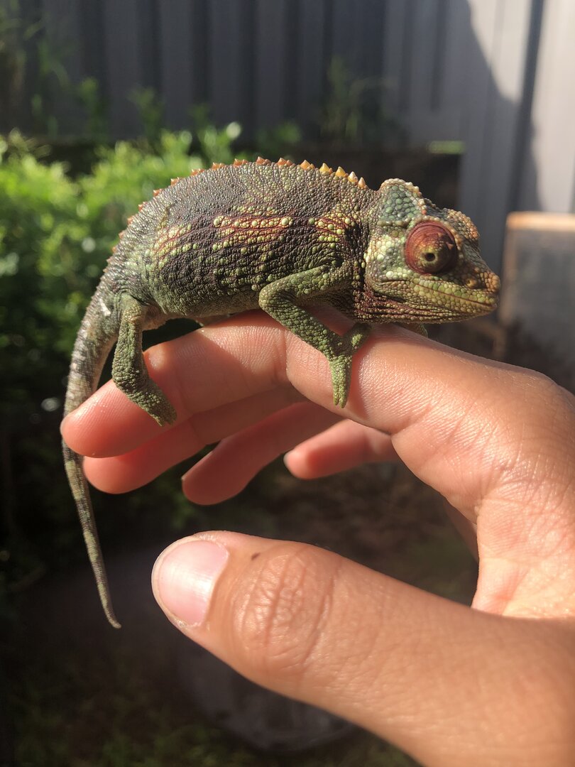Colors of Young Female Jackson’s Chameleon | Chameleon Forums