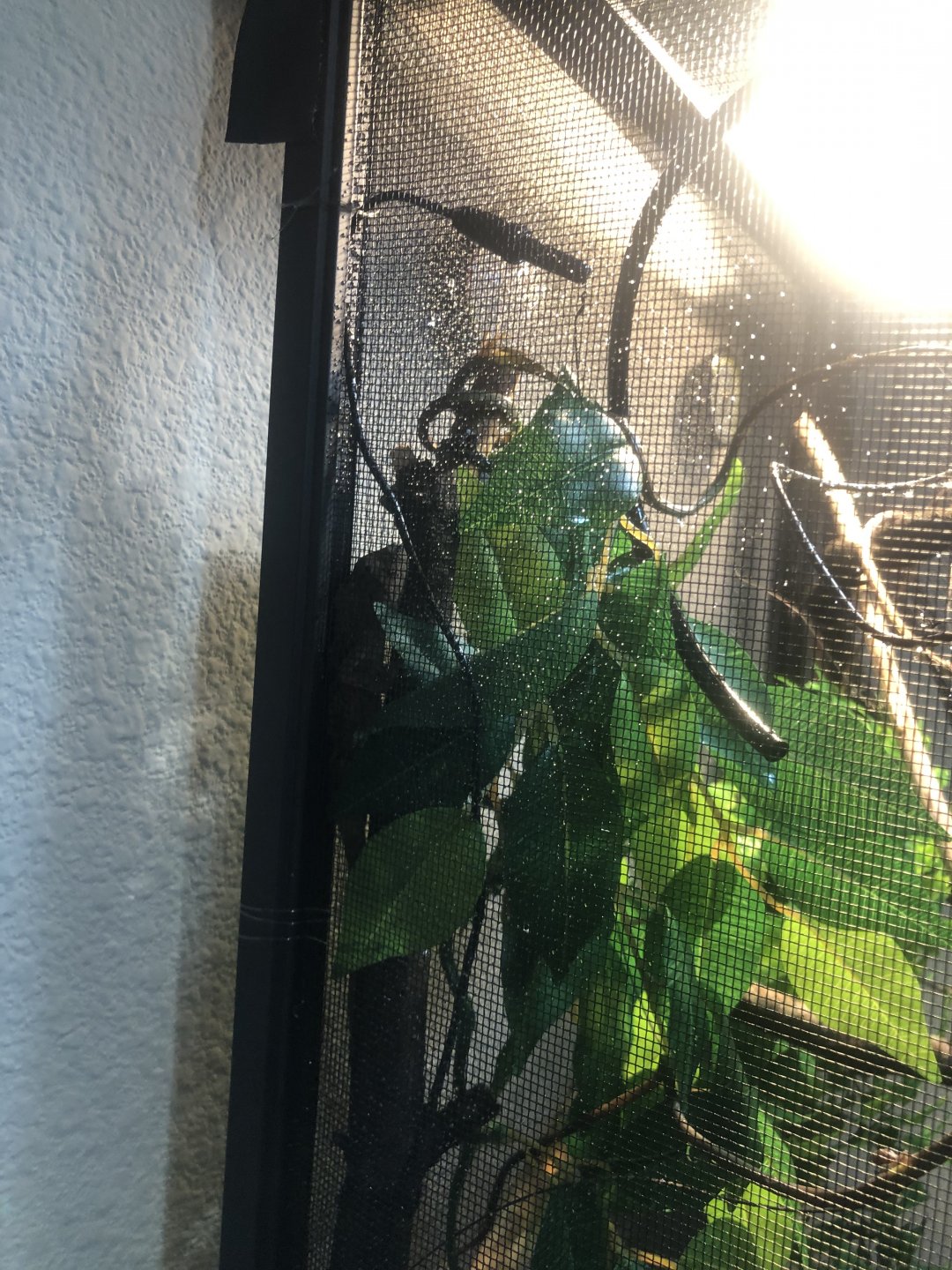 Chameleon went into small hole and won't come out ...