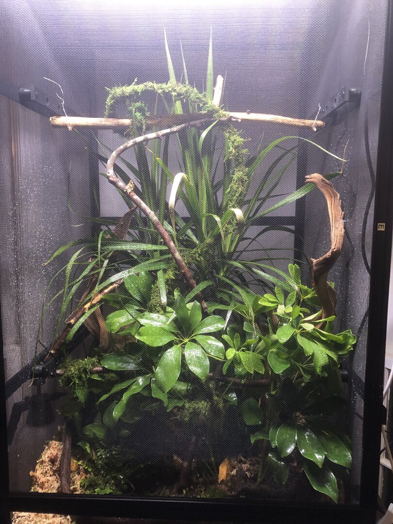 eclosurewithbranches.jpg