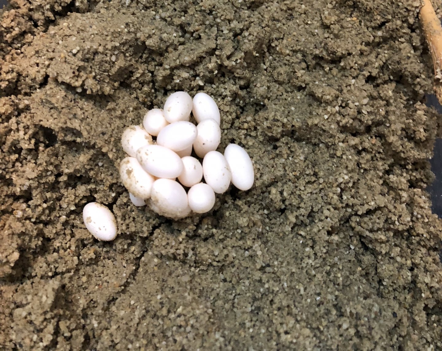 Panther chameleon layed eggs 2 weeks after breeding. I’d this normal or
