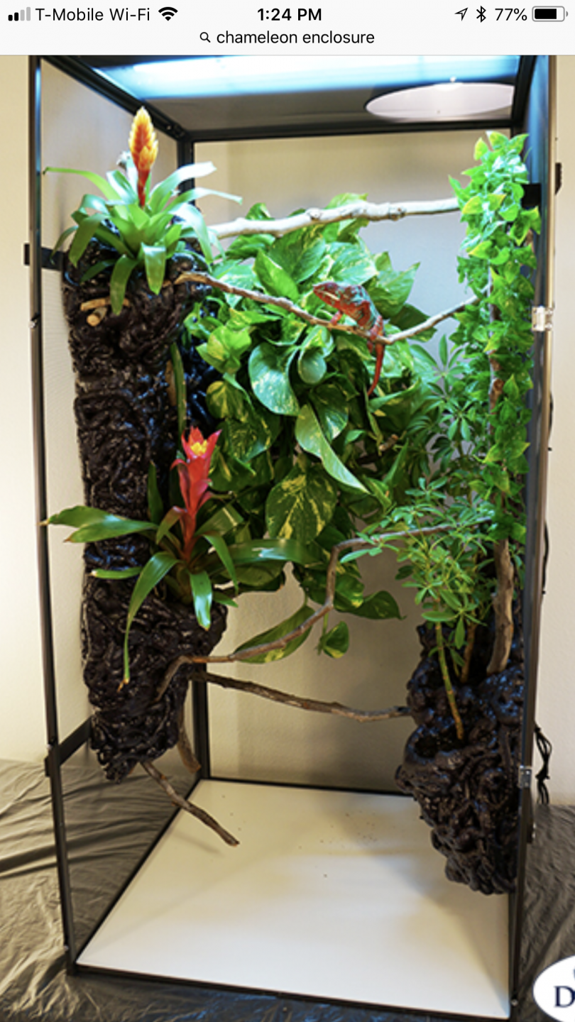 Branches for his cage? | Chameleon Forums
