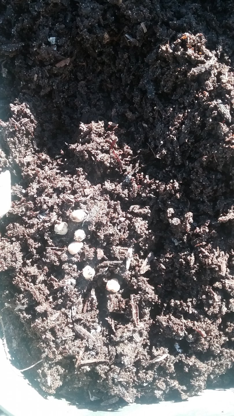 eggs .jpg