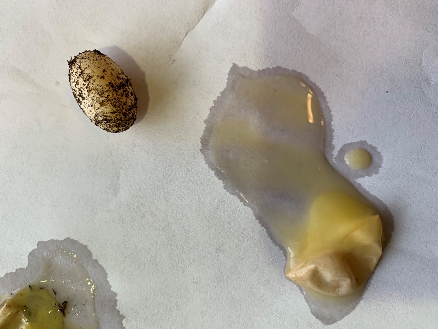 eggs.jpg