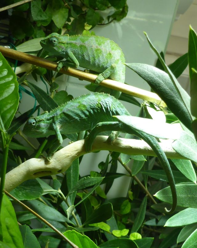 Ellioti-females.jpg