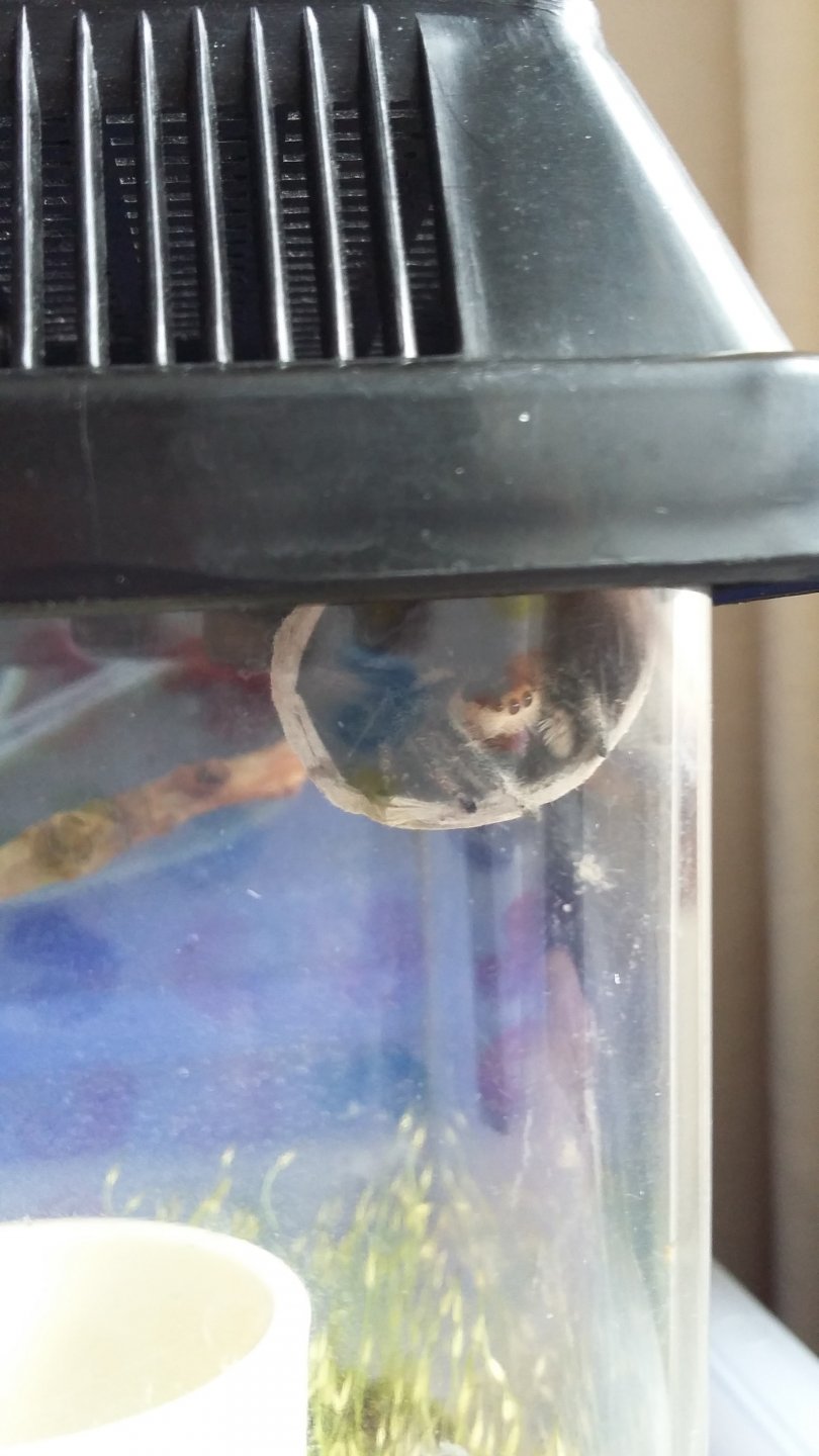 Ethel peeking out.jpg