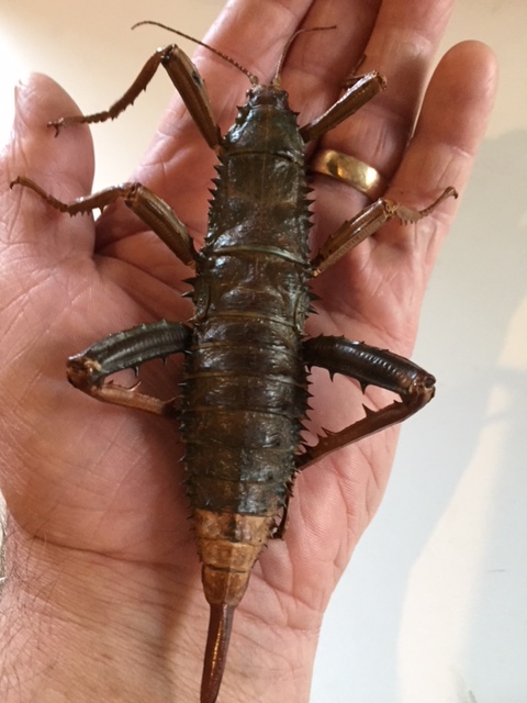 Eurycantha calcarata.jpg