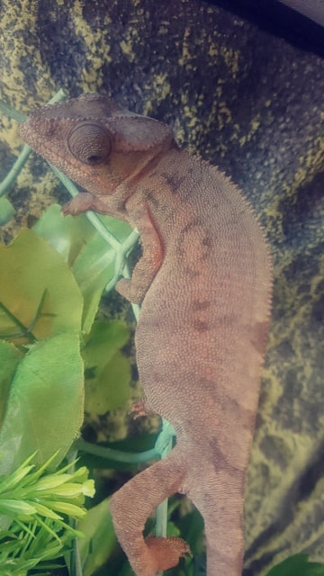 Panther Chameleon Weight | Chameleon Forums