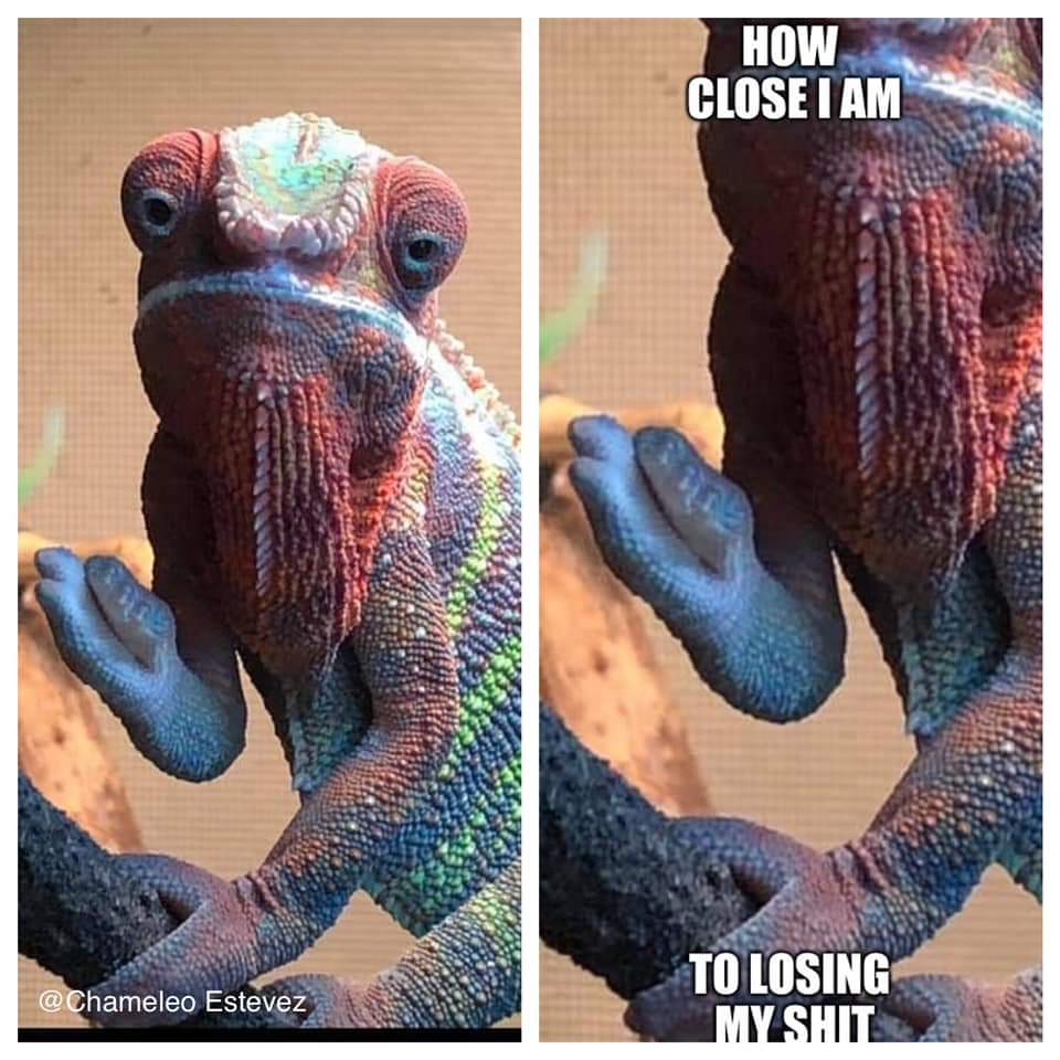 Chameleon Jokes | Page 6 | Chameleon Forums