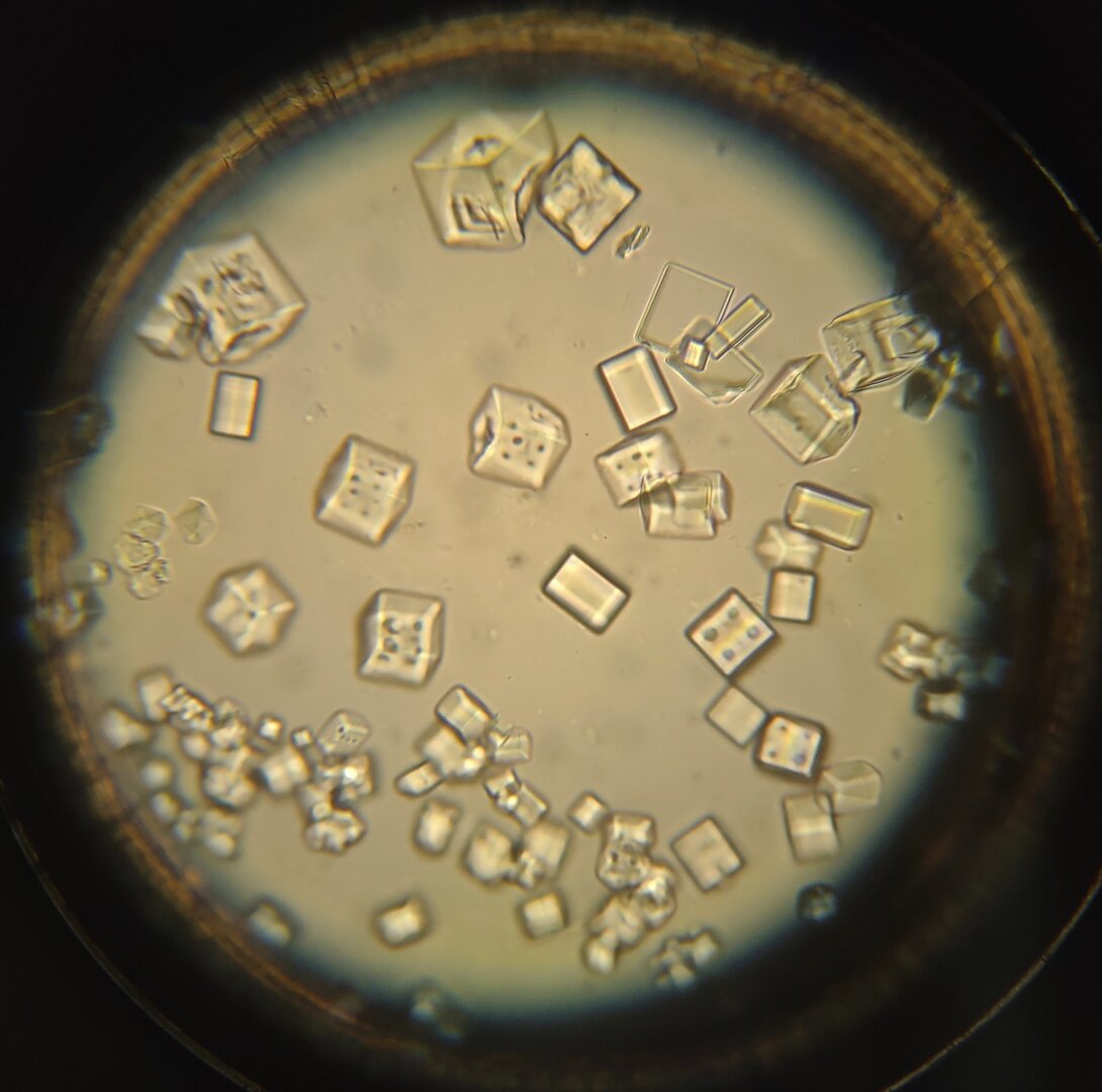 Fecal test Dice.jpg