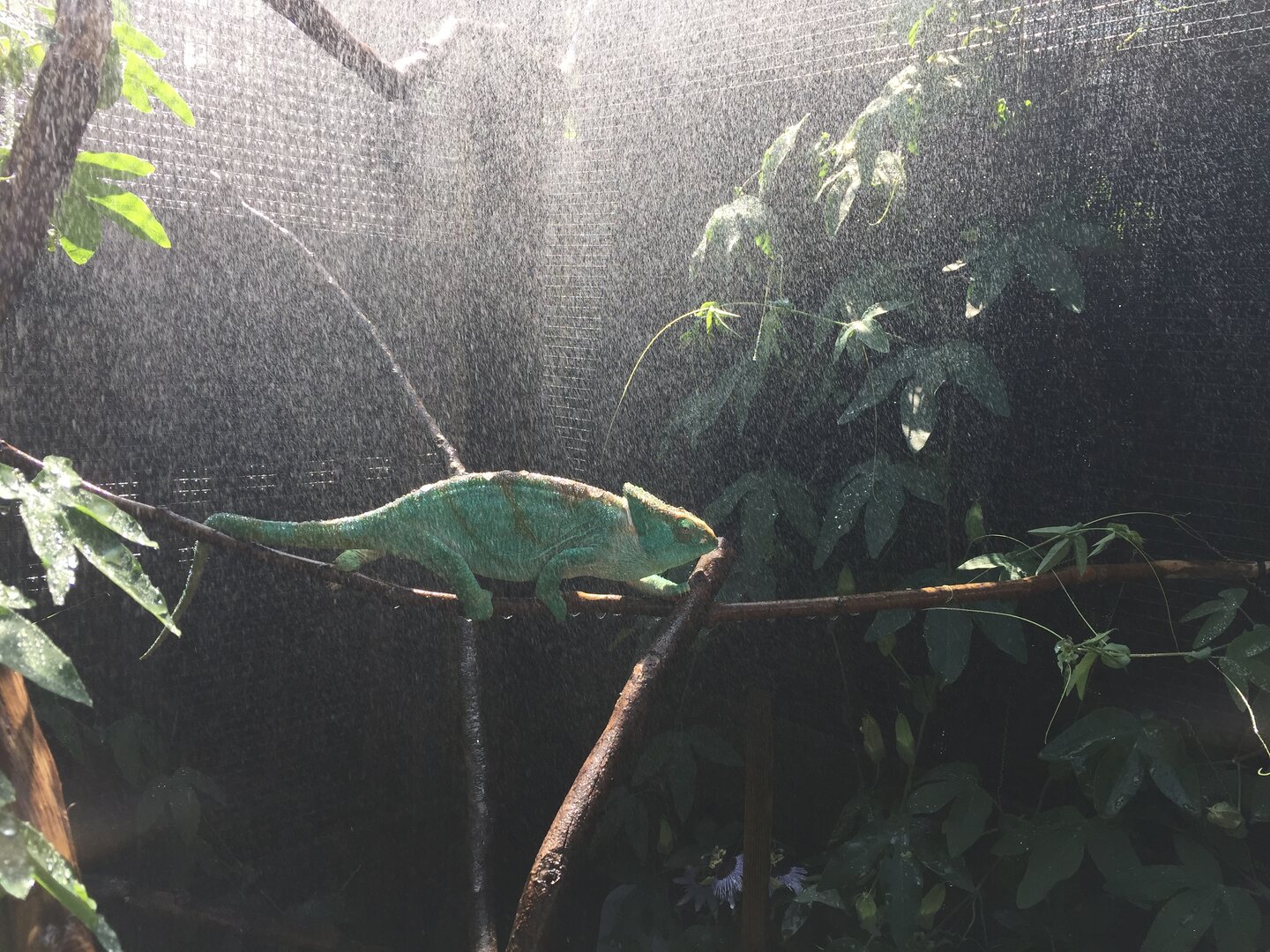Female parsons in the mist.JPG