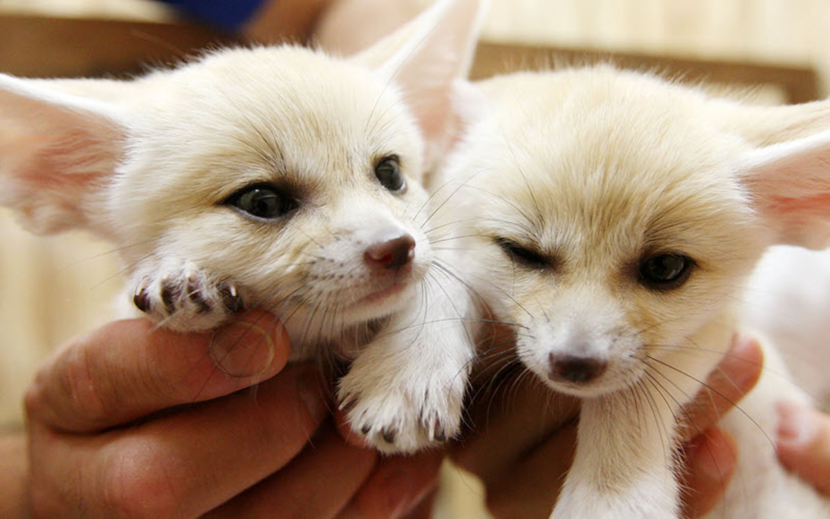 fennec-foxes-as-pets.jpg