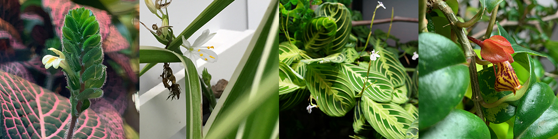 flowering plants.jpg