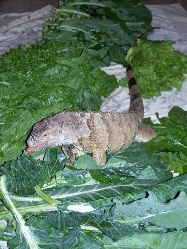 food-2.jpg