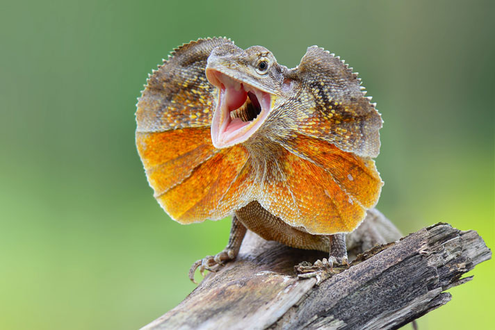 frilled-lizard-shutterstock_739998265.jpg