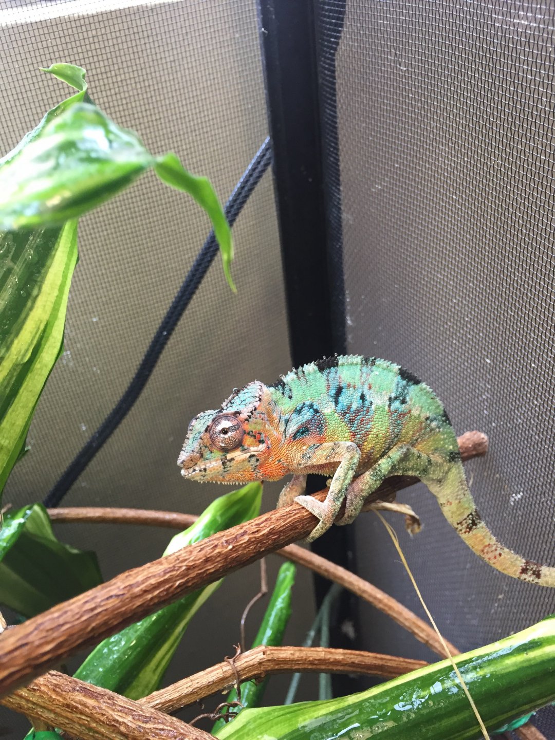 Panther Chameleon Growth Chart