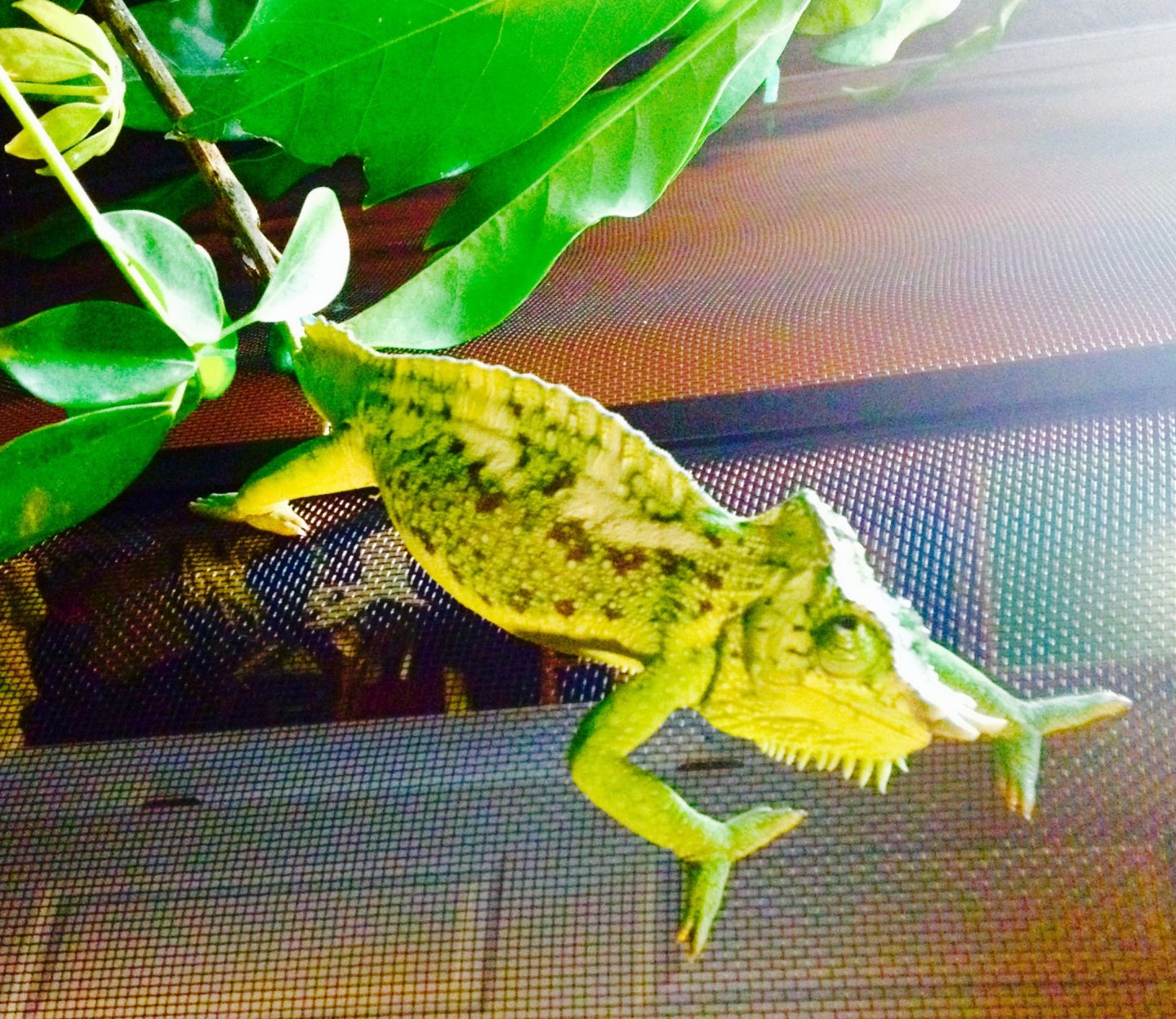 FullSizeRender (7).jpg