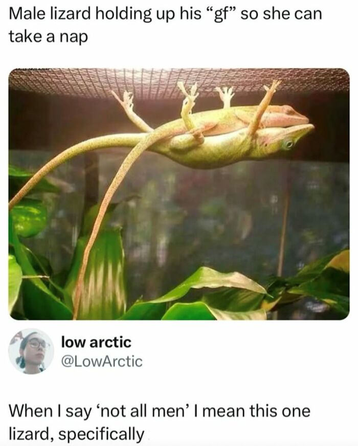 funny-memes-animal-antics-68f5fa6c28820__700.jpg