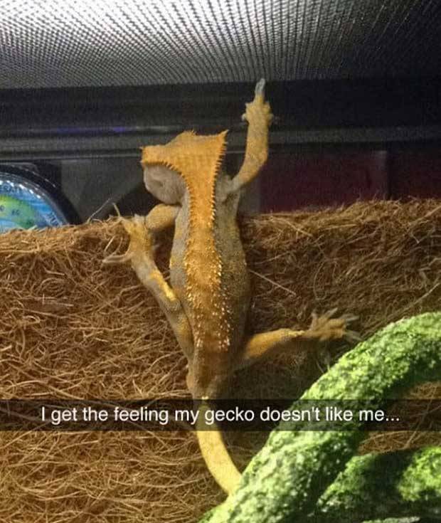 funny-snapchats-geko-finger-chameleon.jpg