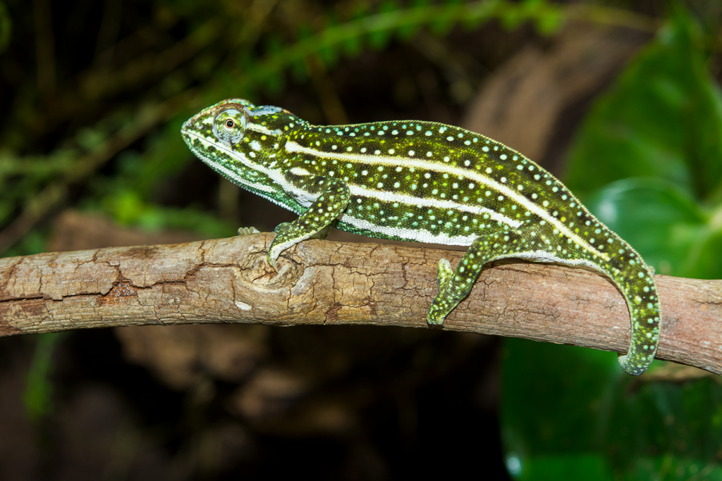 Furcifer-Campani-3.jpg