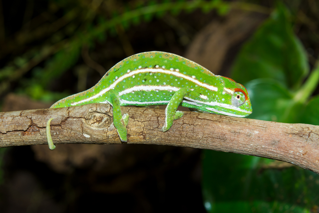 Furcifer-Campani-4.jpg