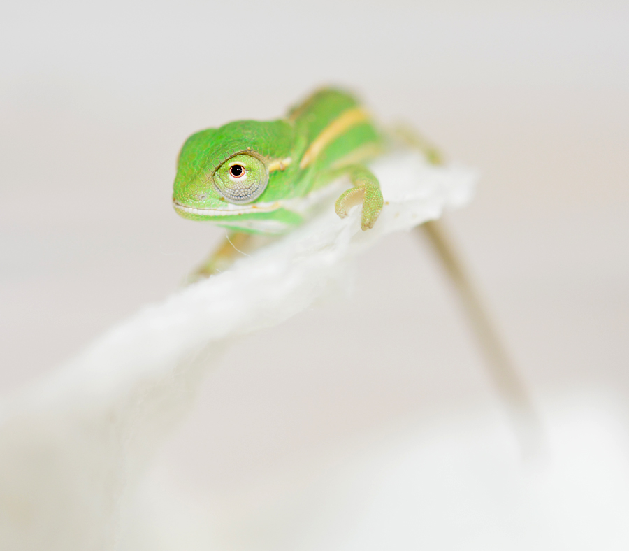 Furcifer Campani - CB Baby - Canvas Chameleons (3) Small.jpg