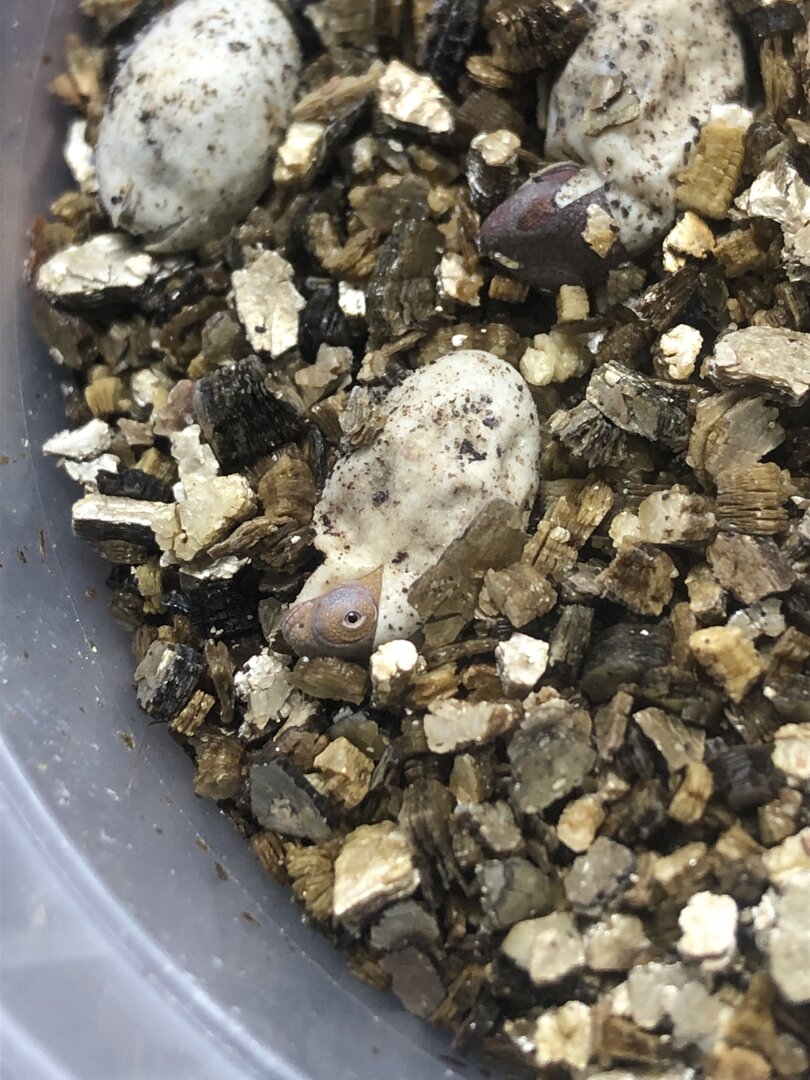 Furcifer minor hatching.jpg