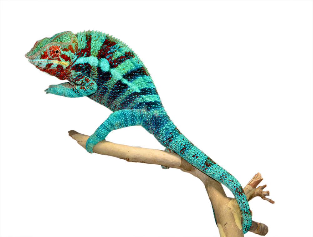Furcifer Pardalis- Panther Chameleon - Canvas Chameleons - Ambanja - Acid Rain - (1) small.jpg