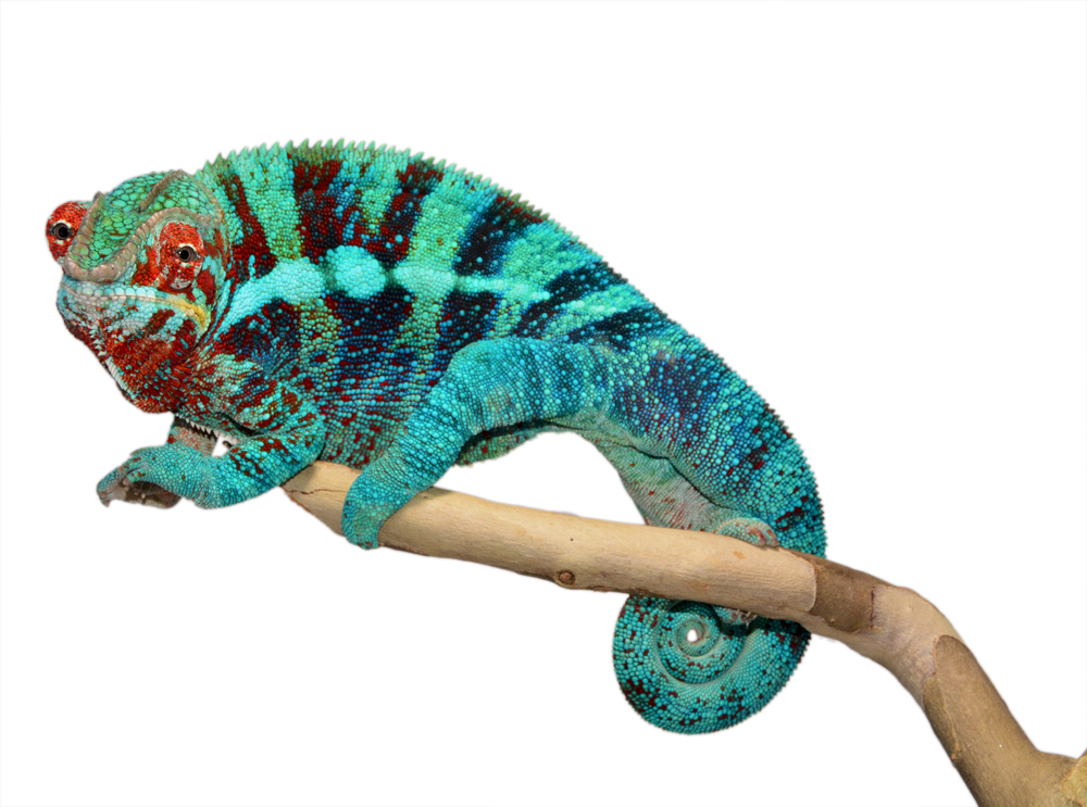 Furcifer Pardalis- Panther Chameleon - Canvas Chameleons - Ambanja - Acid Rain - (2) Small.jpg