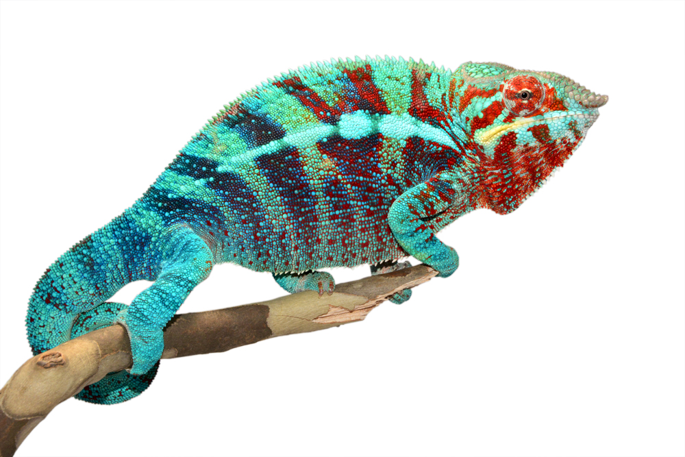 Furcifer Pardalis- Panther Chameleon - Canvas Chameleons - Ambanja - Acid Rain - (3) Small.jpg