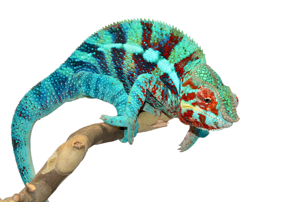 Furcifer Pardalis- Panther Chameleon - Canvas Chameleons - Ambanja - Acid Rain - (4) Small.jpg