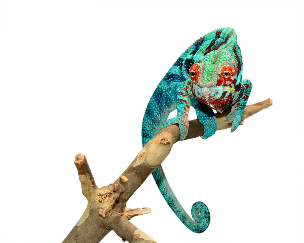 Furcifer Pardalis- Panther Chameleon - Canvas Chameleons - Ambanja - Acid Rain - (5) Small.jpg