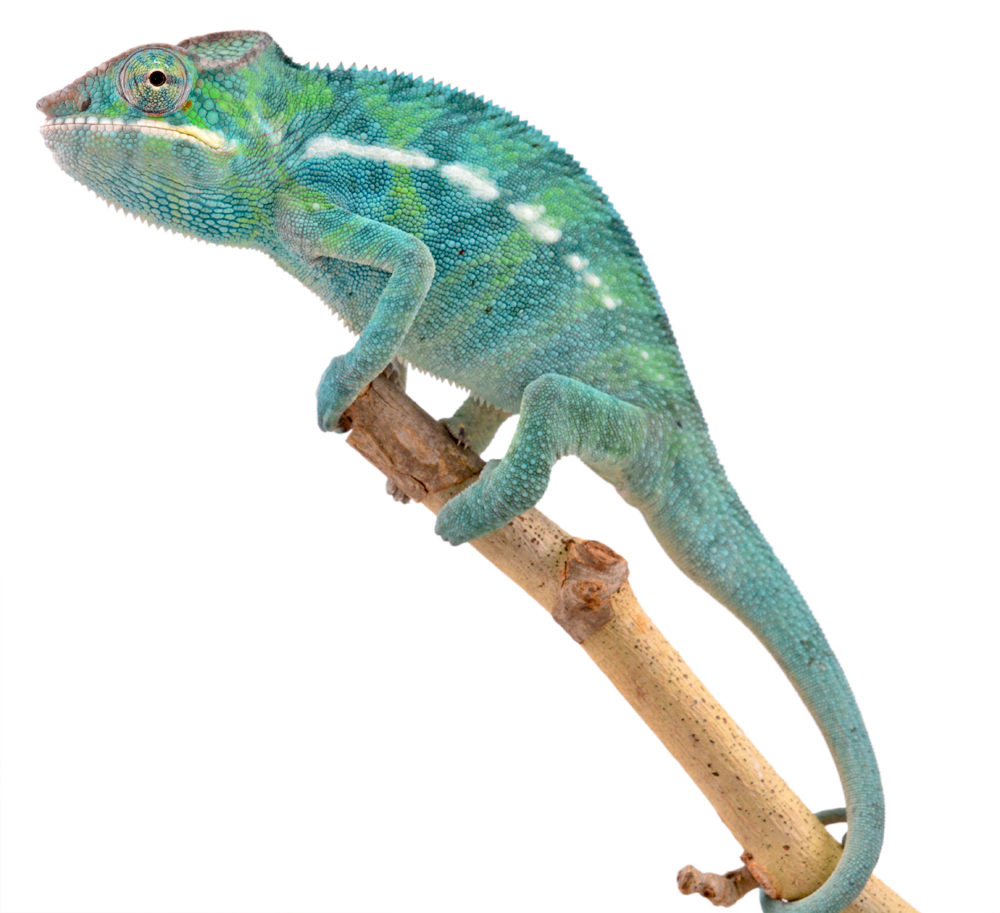 Furcifer Pardalis - Panther Chameleon - Canvas Chameleons - Nosy Be - Freeze - Male 2 - (1).jpg