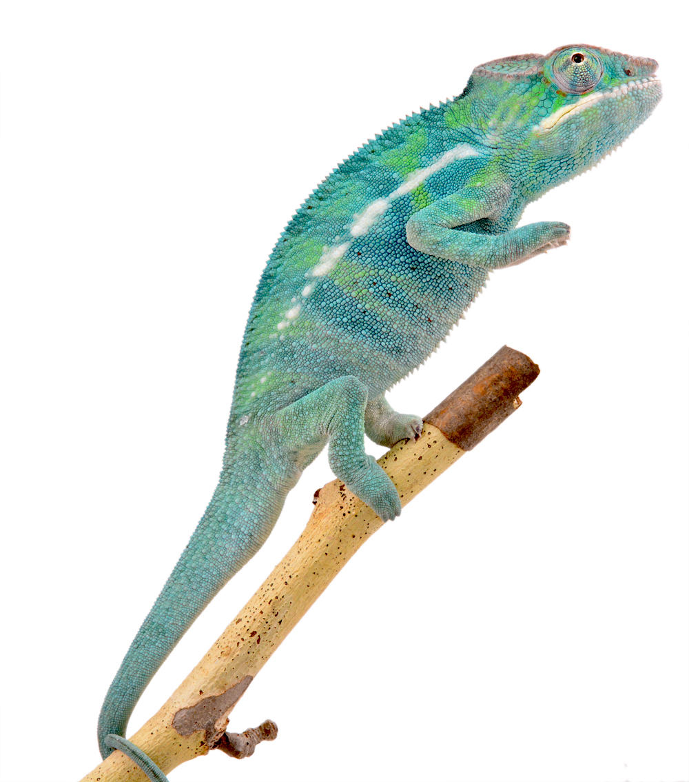 Furcifer Pardalis - Panther Chameleon - Canvas Chameleons - Nosy Be - Freeze - Male 2 - (2).jpg