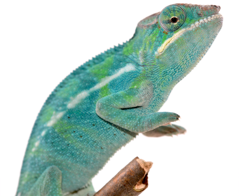 Furcifer Pardalis - Panther Chameleon - Canvas Chameleons - Nosy Be - Freeze - Male 2 - (3).jpg