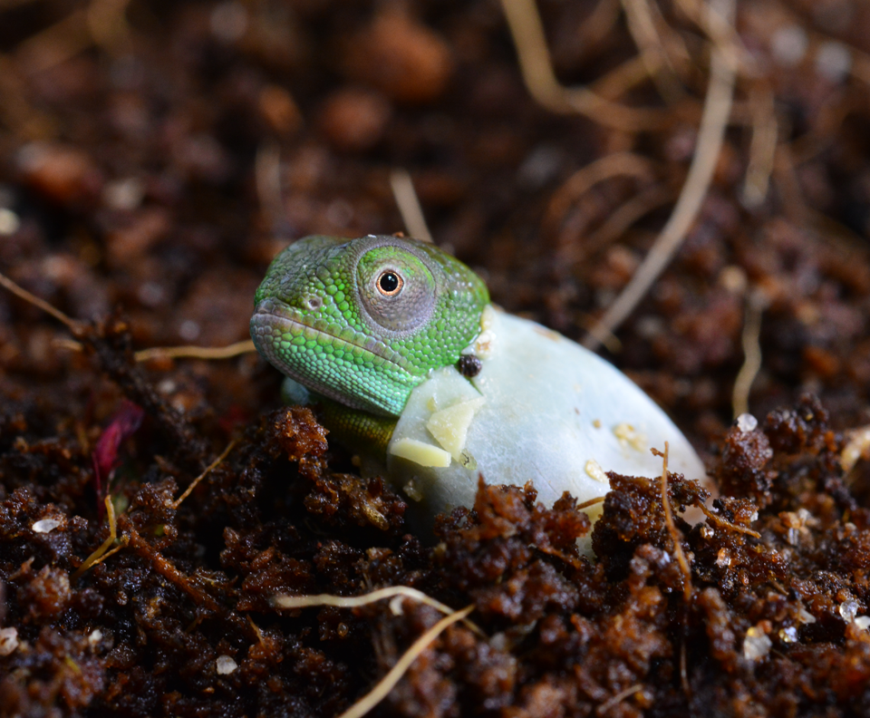 Furcifer Petteri - Canvas Chameleons (1).png