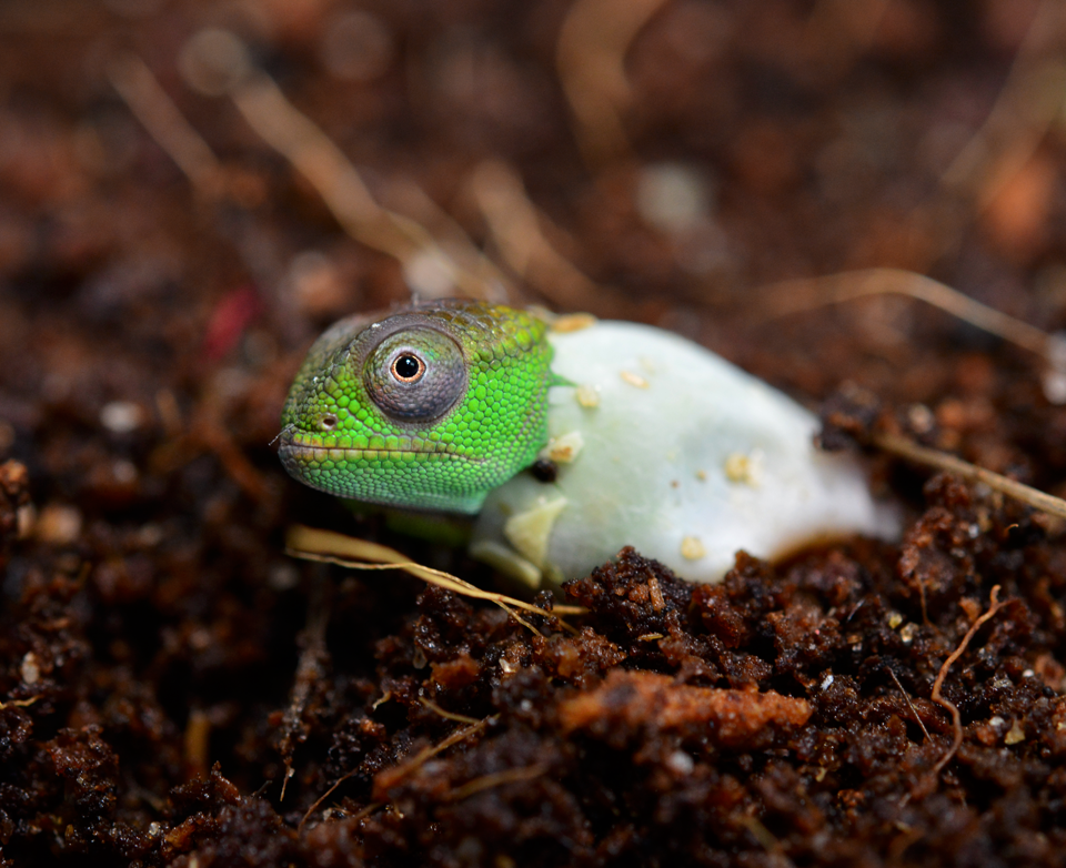 Furcifer Petteri - Canvas Chameleons (2).png