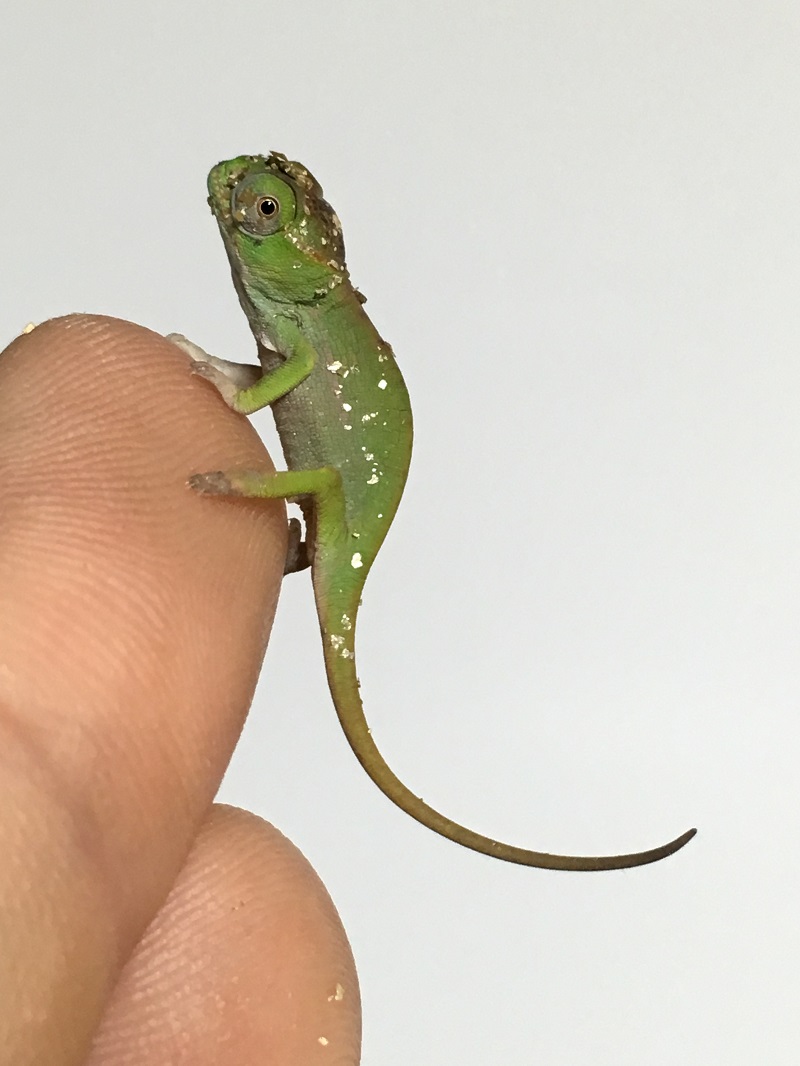 Furcifer Petteri - Hatchling - Canvas Chameleons (2).JPG