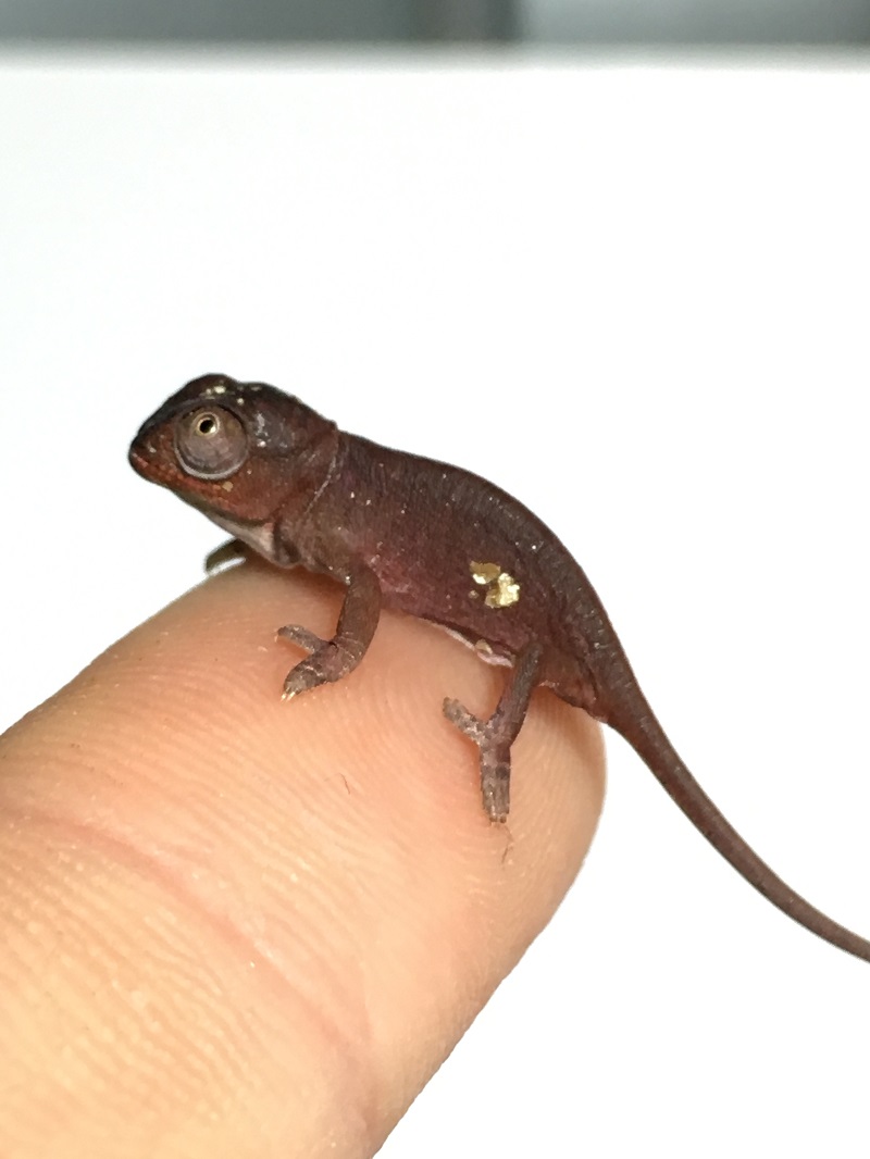 Furcifer Petteri - Hatchling - Canvas Chameleons (3).JPG