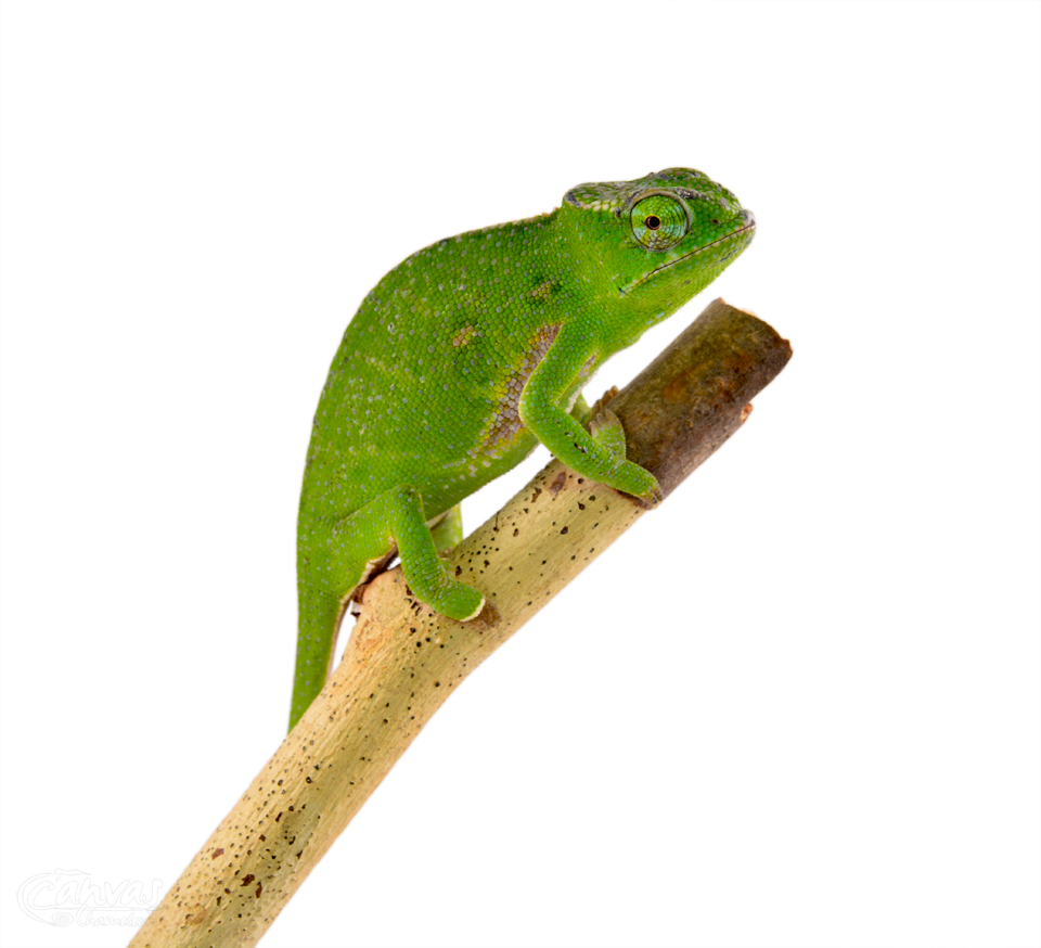 Furcifer Willsii - Canopy Chameleon - Canvas Chameleons - Female (1) w.jpg