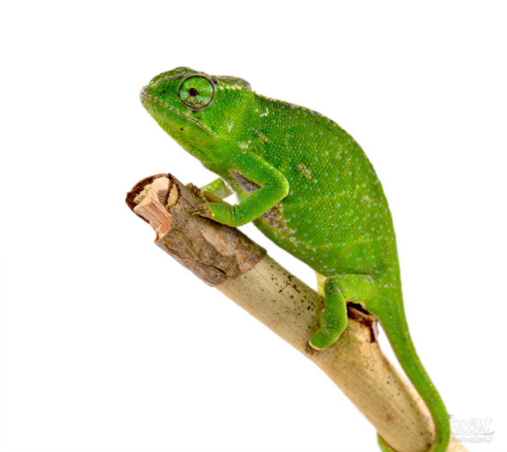 Furcifer Willsii - Canopy Chameleon - Canvas Chameleons - Female (2) w.jpg