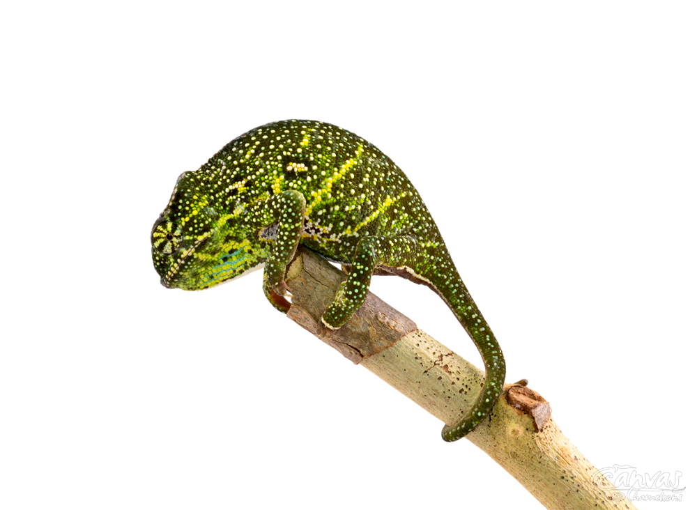 Furcifer Willsii - Canopy Chameleon - Canvas Chameleons - Female (3) w.jpg