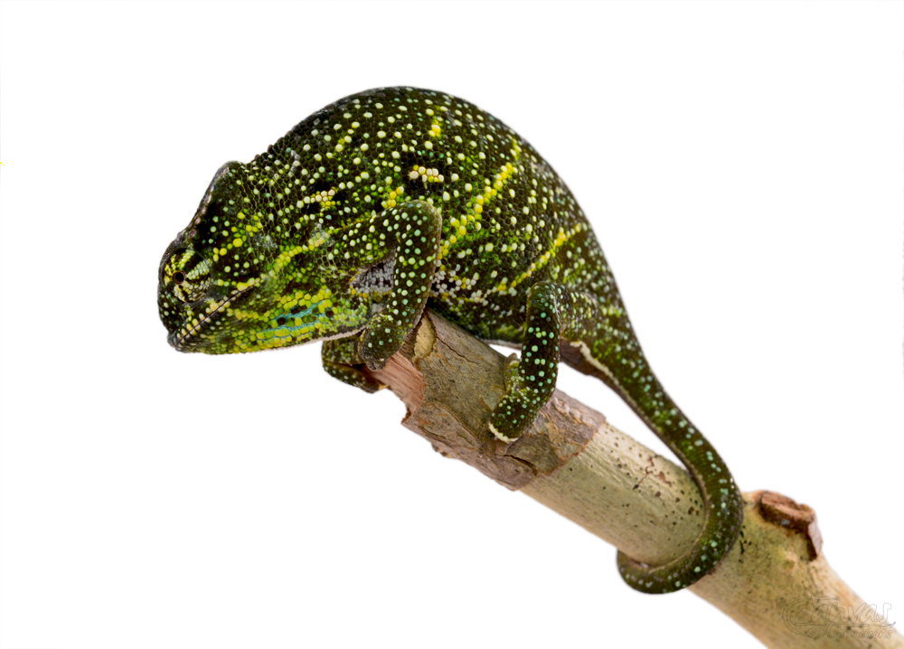 Furcifer Willsii - Canopy Chameleon - Canvas Chameleons - Female (4) w.jpg