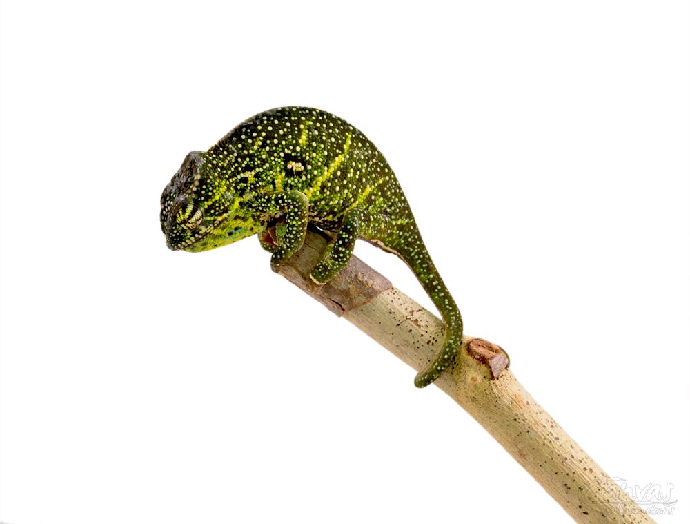 Furcifer Willsii - Canopy Chameleon - Canvas Chameleons - Female (5) w.jpg