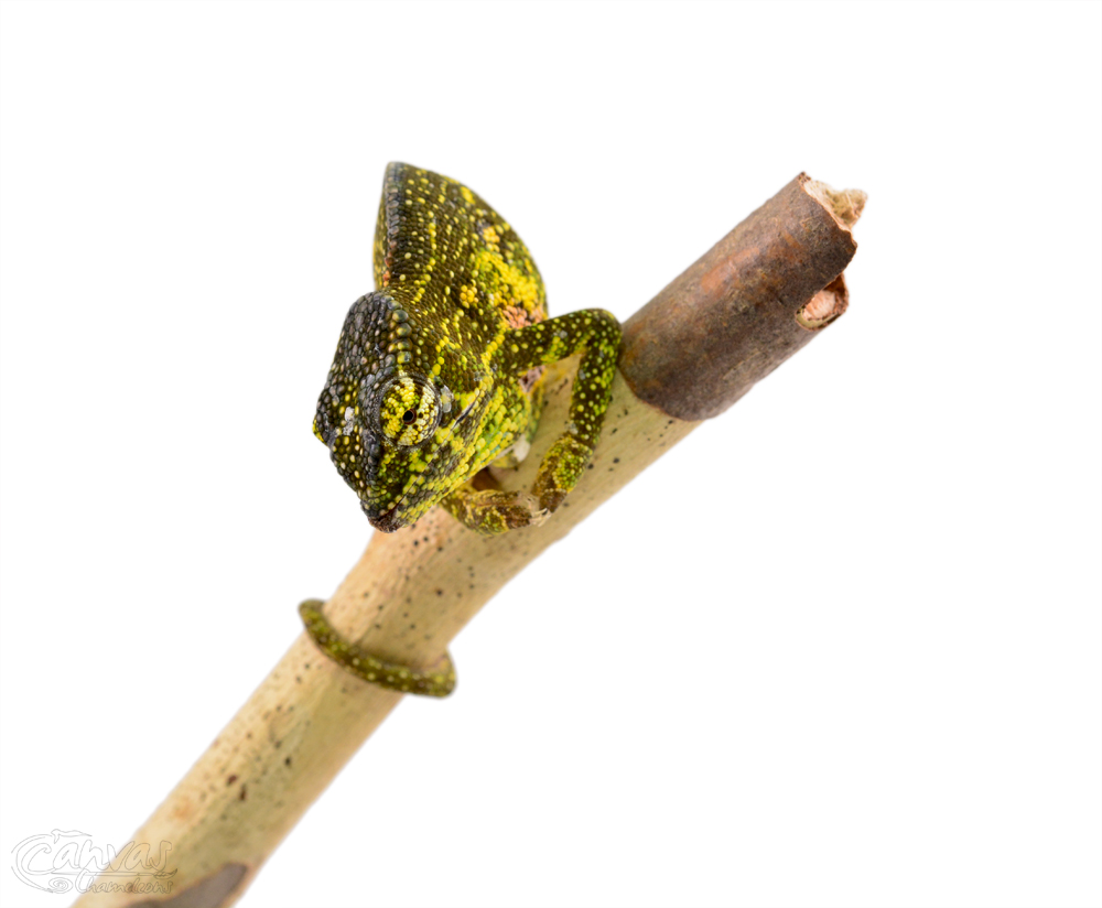 Furcifer Willsii - Canopy Chameleon - Canvas Chameleons - Female (6) w.jpg