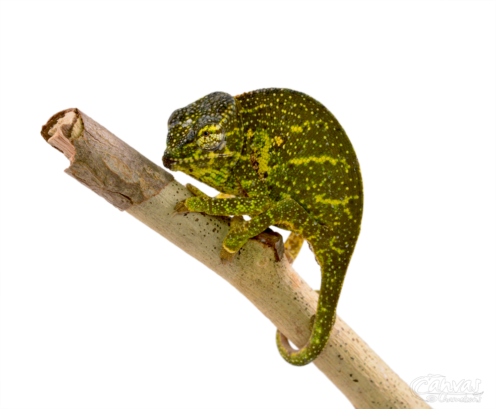 Furcifer Willsii - Canopy Chameleon - Canvas Chameleons - Female (7) w.jpg