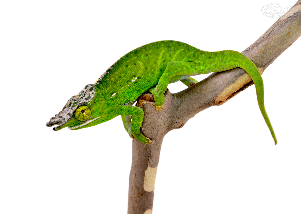 Furcifer Willsii - Canopy Chameleon - Canvas Chameleons - Male (1) w.jpg