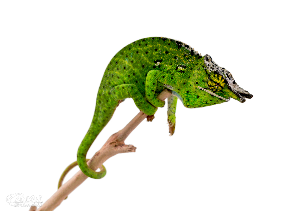 Furcifer Willsii - Canopy Chameleon - Canvas Chameleons - Male (2) w.jpg