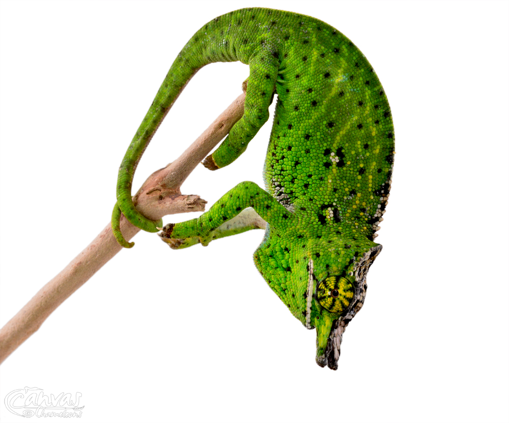 Furcifer Willsii - Canopy Chameleon - Canvas Chameleons - Male (3) w.jpg