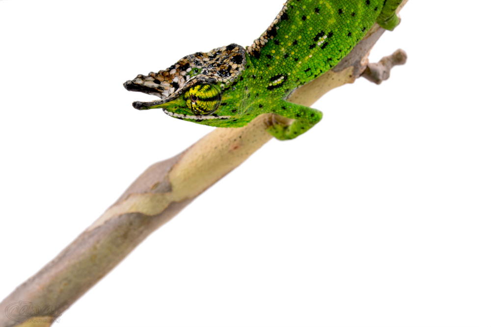 Furcifer Willsii - Canopy Chameleon - Canvas Chameleons - Male (4) w.jpg