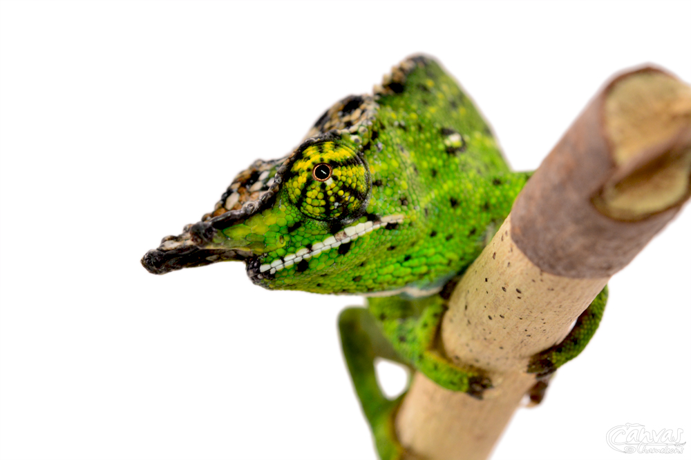 Furcifer Willsii - Canopy Chameleon - Canvas Chameleons - Male (5) w.jpg